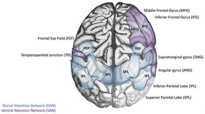 The Locus Coeruleus- Norepinephrine System in Stress and Arousal: Unraveling Historical, Current, and Future Perspectives